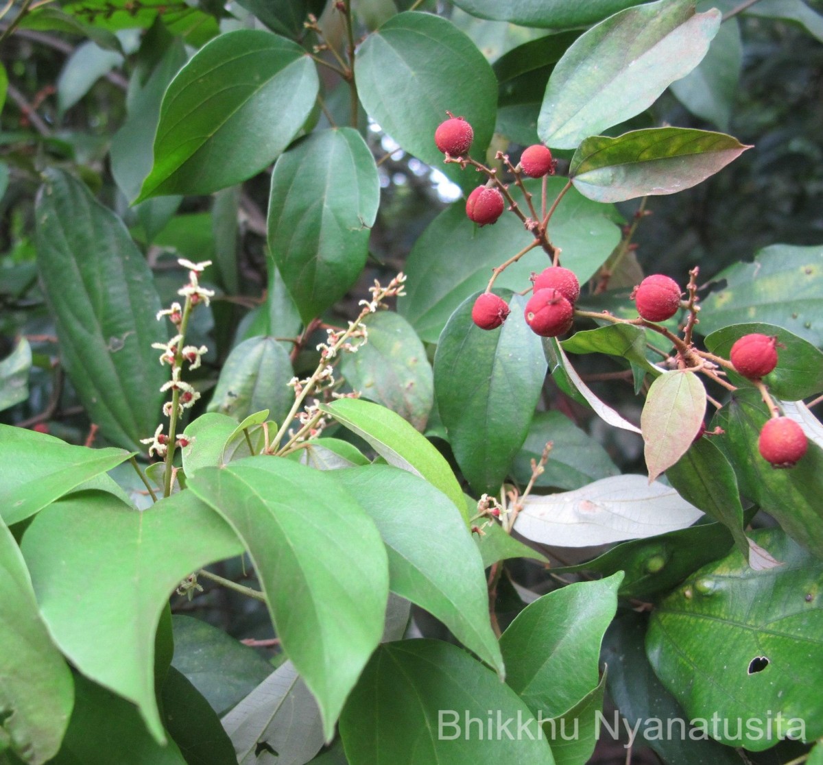 Mallotus philippensis (Lam.) Müll.Arg.